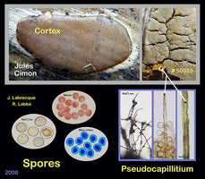 Dictydiaethalium plumbeum.jpg