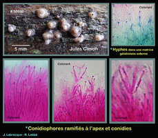 Leucogloea compressa.jpg