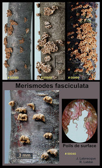 Merismodes fasciculata.jpg