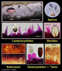 Peniophora violaceolivida.jpg