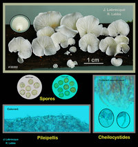 Cheimonophyllum candidissimum Pleurote blanc.jpg