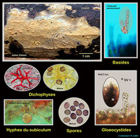 Dichostereum effuscatum.jpg