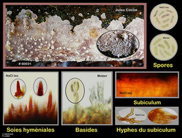 Hymenochaete corrugata.jpg