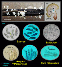 Hymenoscyphus caudatus.jpg