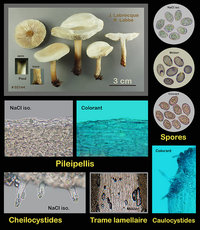 Melanoleuca verrucipes  Mélanoleuque à pied verruqueux.jpg