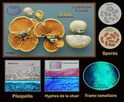 Phyllotopsis nidulans Pleurote petit nid.jpg