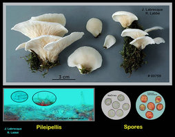 Pleurocybella porrigens  Pleurote étalé.jpg