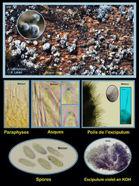 Proliferodiscus pulveraceus.jpg