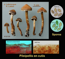 02126 - Cortinarius sp..jpg