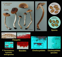 02127- Alnicola bohemica.jpg