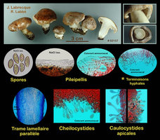 02137 - Hebeloma sp..jpg