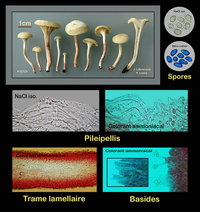 Hygrocybe virginea  Hygrophore blanc de neige.jpg