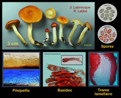 Hygrophorus speciosus  Hygrophore remarquable.jpg