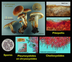 Hypholoma sublateritium Hypholome couleur de brique.jpg