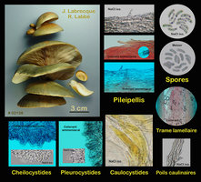 Sarcomyxa serotina  Pleurote tardif.jpg