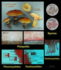 Suillus grevillei  Bolet de Gréville.jpg