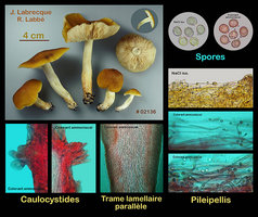 Tricholoma fumosoluteum  Tricholome jaune fuligineux.jpg