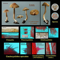 02124 - Inocybe sp..jpg