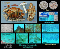 Pholiota squarrosoides  Pholiote squarreuse.jpg