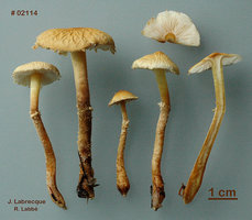 Cystoderma amianthinum var. rugosoreticulatum  Cystoderme roussi.jpg