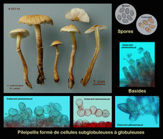 Cystoderma amianthinum var.rugosoreticulatum  Cystoderme roussi.jpg