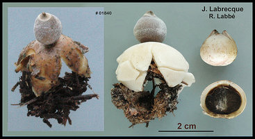 Geastrum fornicatum  Géastre cambré.jpg