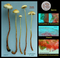 Hypholoma elongatum  Hypholome à long pied.jpg