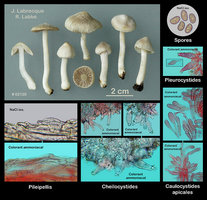 Inocybe geophylla  Inocybe à lames terreuses.jpg