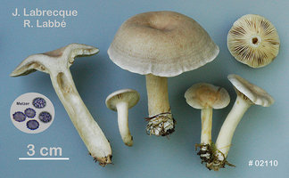 Lactarius vietus Lactaire fané.jpg