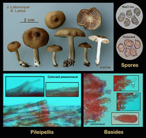 02108 - Entoloma sp..jpg