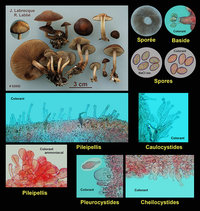 Agrocybe firma Agrocybe ferme.jpg