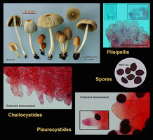 Coprinus plicatilis Coprin plissé.jpg