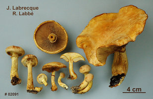 Gymnopilus luteus Gymnopile jaune.jpg