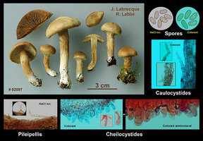 Inocybe agardhii  Inocybe d'Agardh.jpg