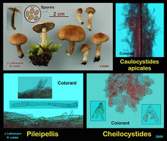 Inocybe dulcamara   Inocybe doux-amer.jpg