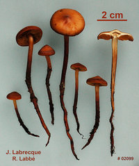 Phaeocollybia jennyae  Phéocollybie de Jenny.jpg