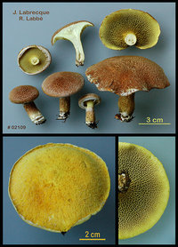 Suillus cavipes  Bolet à pied creux.jpg