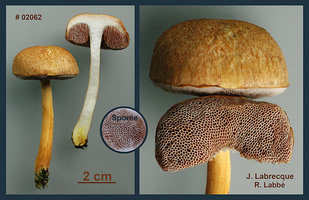 Austroboletus gracilis   Bolet grêle.jpg