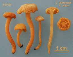 Cantharellus minor   Chanterelle mineure.jpg