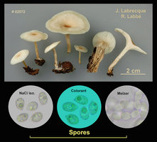 Clitocybe americana   Clitocybe d'Amérique.jpg