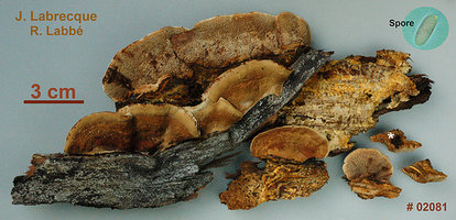 Polypore sp..jpg