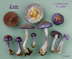 Cortinarius iodes  Cortinaire violacé.jpg