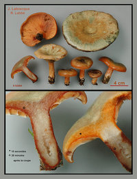 Lactarius deterrimus   Lactaire des épinettes.jpg