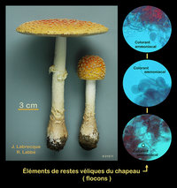 Amanita muscaria var. guessowii  Amanite tue-mouches var. de Güssow.jpg