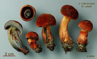 Boletus subluridellus   Bolet brun rougeâtre.jpg