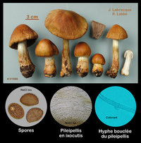 Cortinarius corrugatus   Cortinaire ridé.jpg