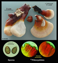 Ganoderma resinaceum  Ganoderme résineux.jpg