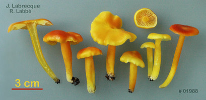 Hygrocybe chlorophana   Hygrophore jaunissant.jpg