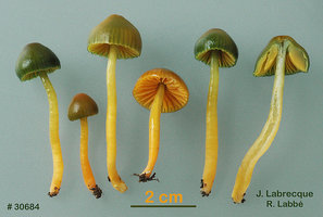 Hygrocybe psittacina   Hygrophore perroquet.jpg