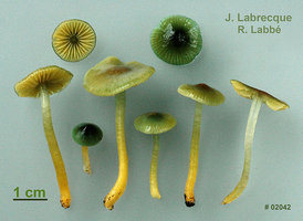 Hygrocybe psittacina  Hygrophore perroquet.jpg